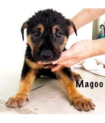 Magoo