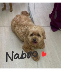 Naboo