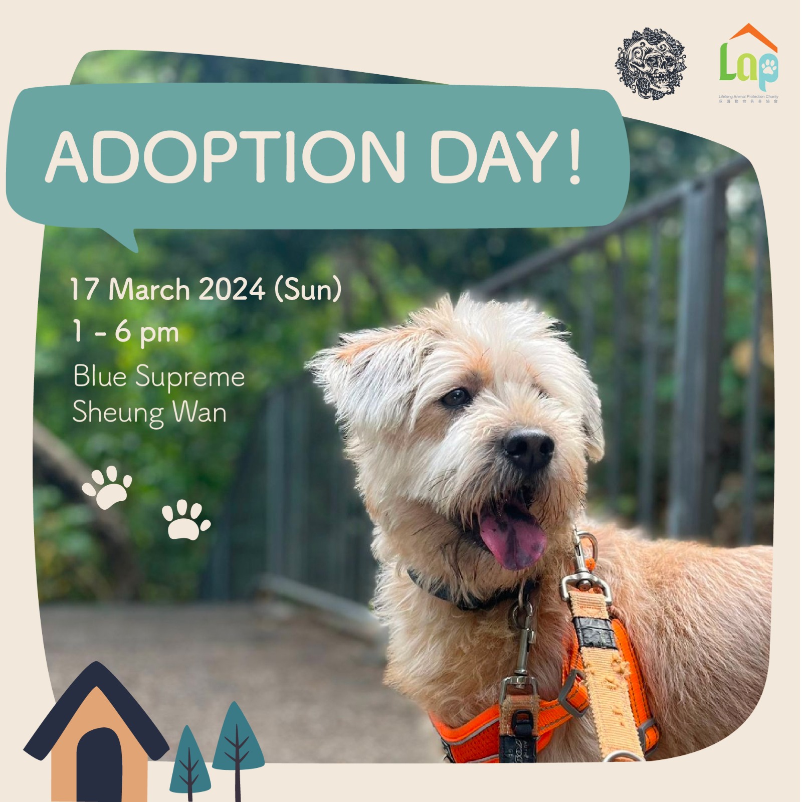 Lap dog adoption 2025