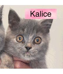 Kalice