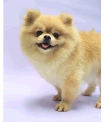 Yanny