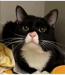 Sockington