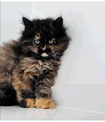 Sugar Puff