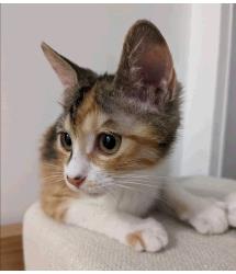 Orabella