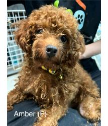 Amber