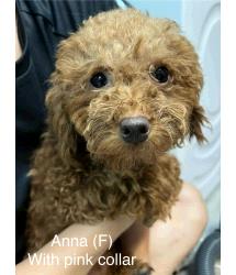 Anna