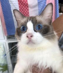 Tegan