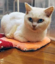 Coquette