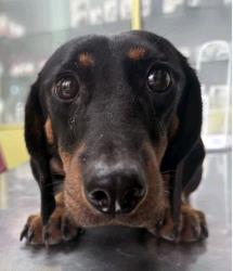 Rashida