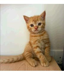 Pico