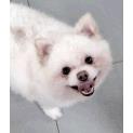 Toto