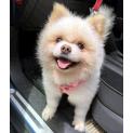 Toto