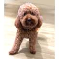 Tucker